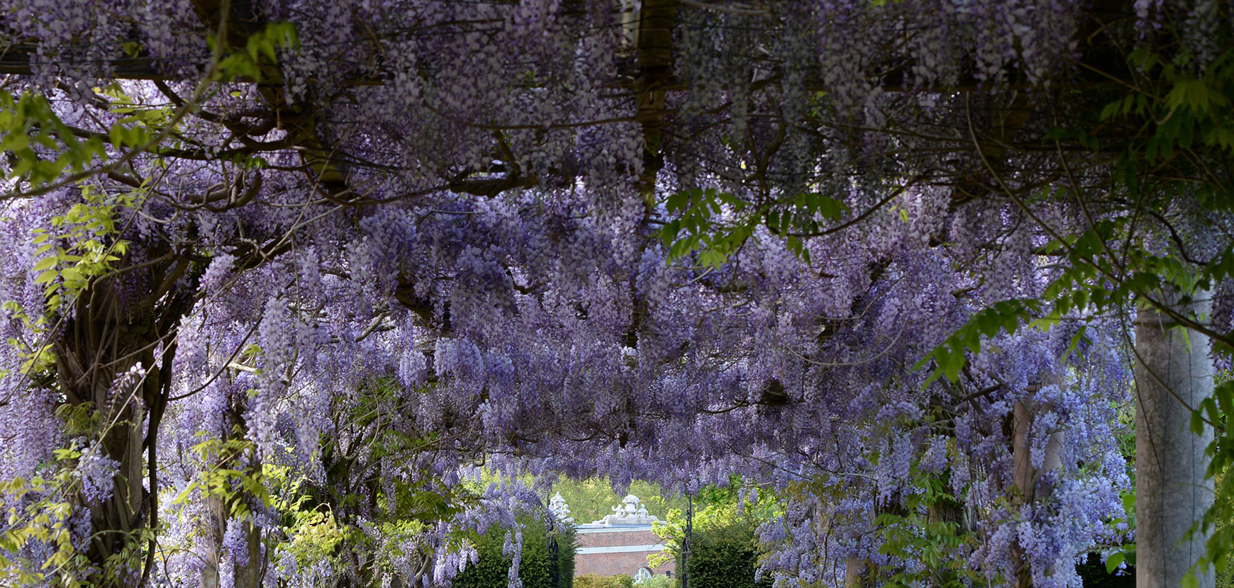 Plantes grimpantes : tous nos conseils 