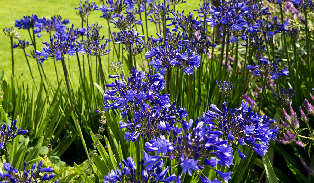 https://www.meillandrichardier.com/media/wysiwyg/conseils-inspi/jardin_bord_de_mer/agapanthus-flowers-869092-t1000.jpg