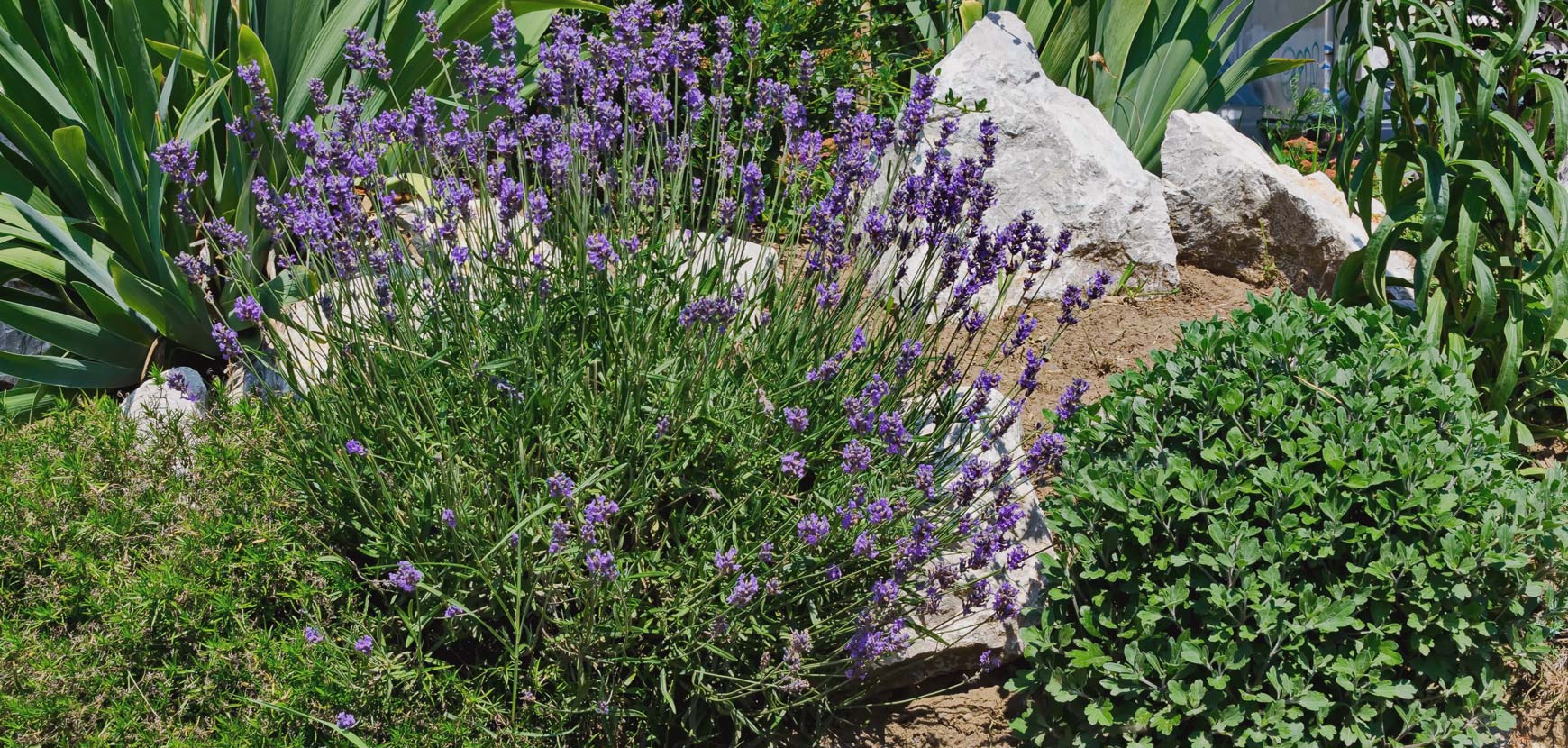 Comment aménager un jardin en bord de mer : Plantes résistantes et conseils pratiques