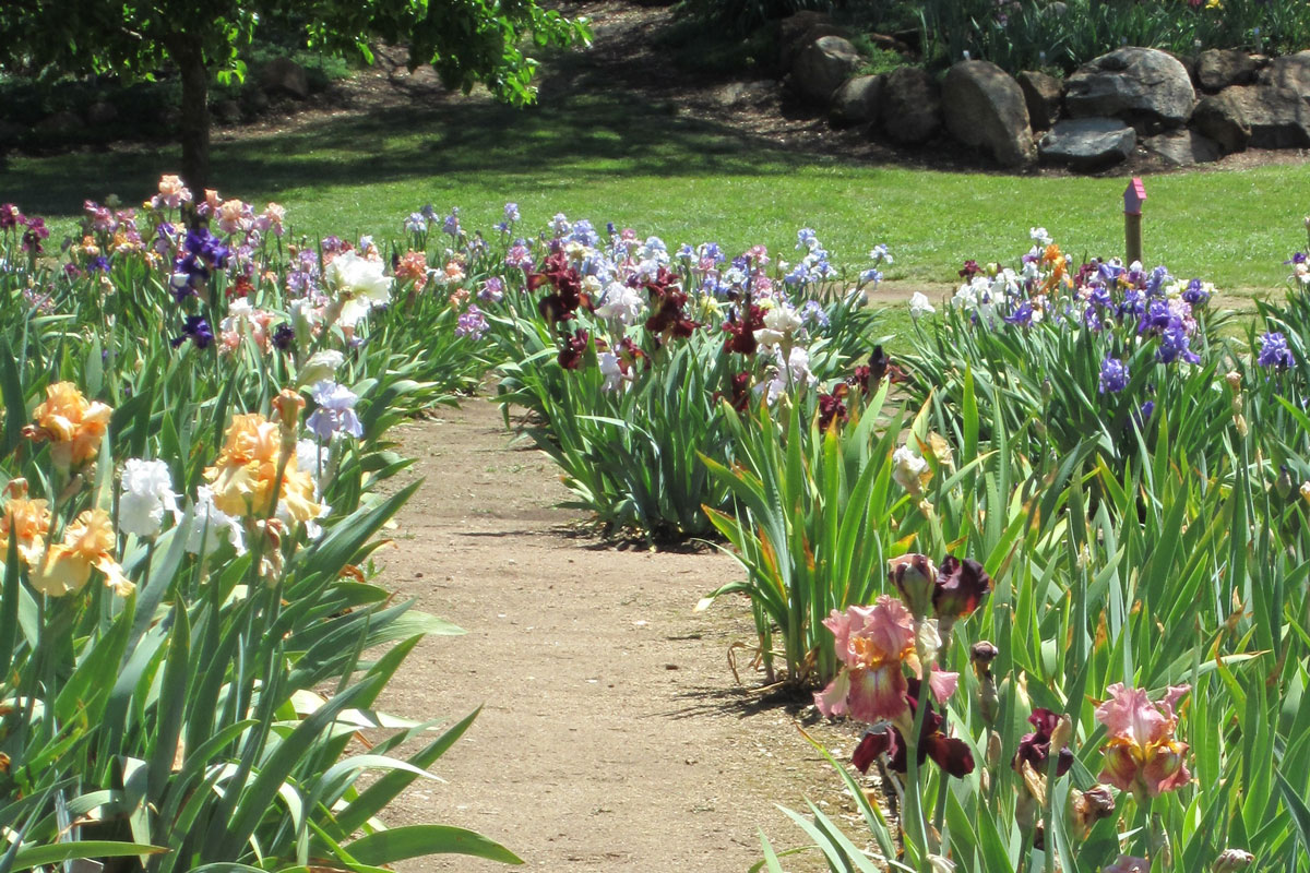 https://www.meillandrichardier.com/media/wysiwyg/conseils-inspi/landing-iris/vivaces-iris-all_e-bordure-ambiance-jardin-printemps-pixabay-gratuit-iris-73015-carre2.jpg