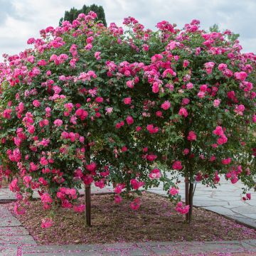 Un air d’antan avec le jardin des grand-mères 