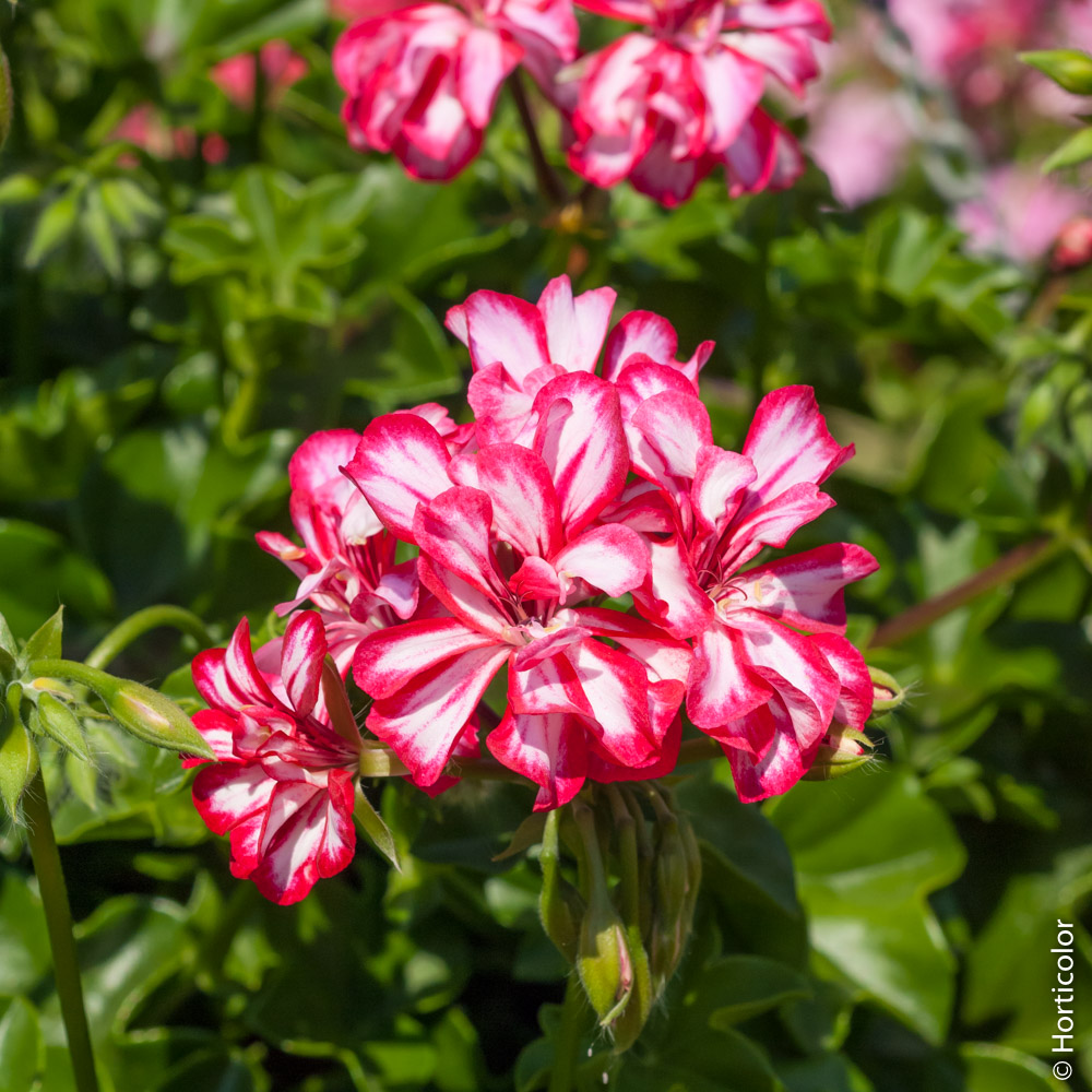 Géranium lierre et zonale