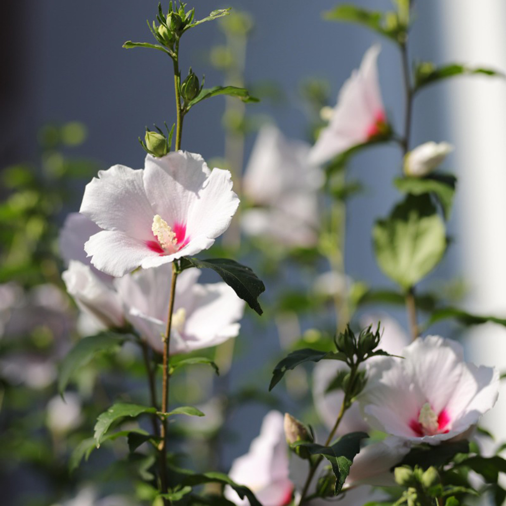 Althéa ou Hibiscus syriacus