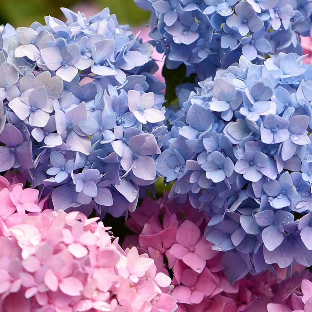 Hortensias