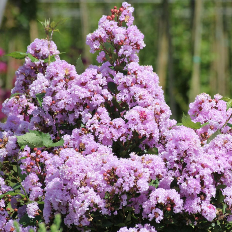 Lagerstroemias (Lilas des Indes)