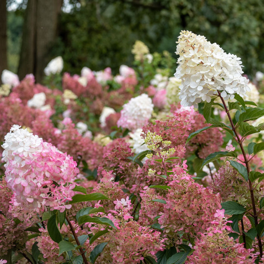 Quels arbustes tailler à l’automne pour un jardin éclatant au printemps ?