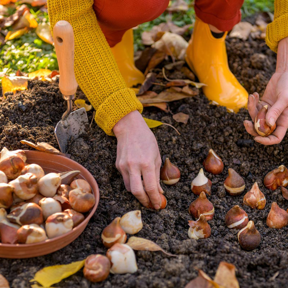 Bien planter les fleurs à bulbes d'automne