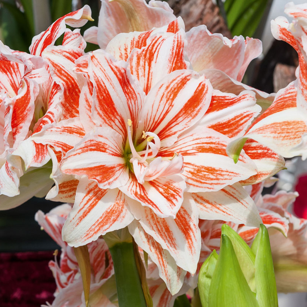 Amaryllis