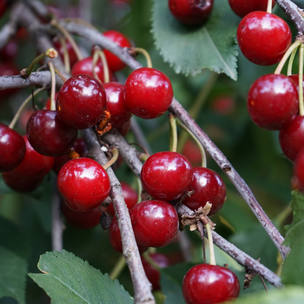 La demi-tige, tout comprendre sur cette forme de fruitier