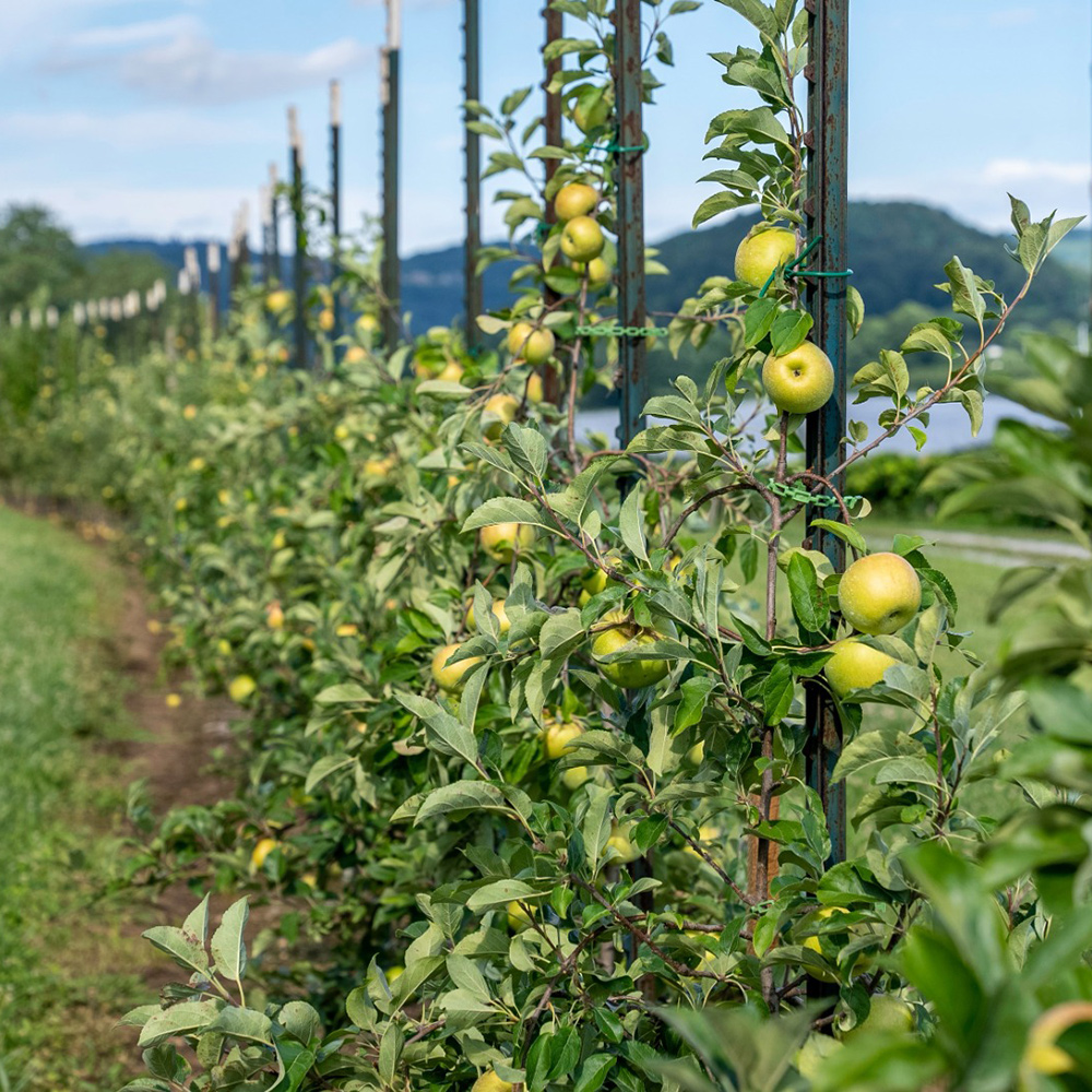 Arbres fruitiers : conseils de plantation et d'entretien