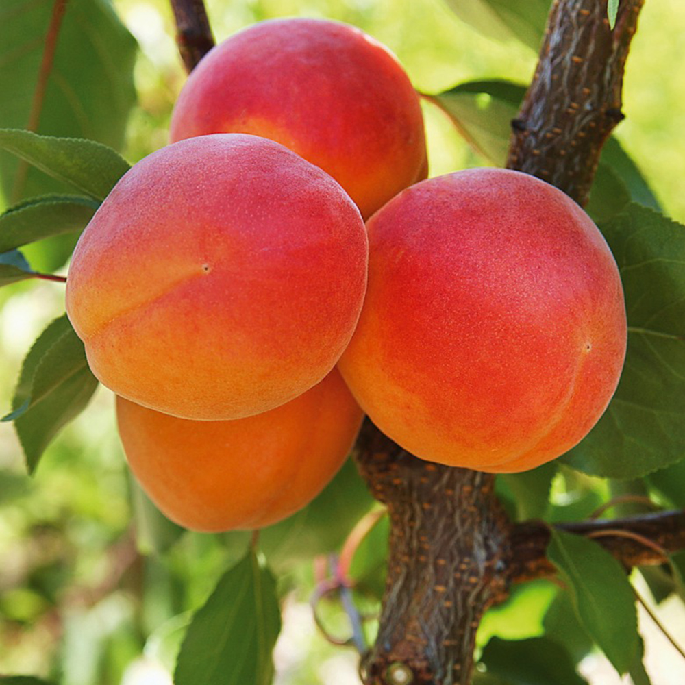 Tout savoir sur les fruitiers nains