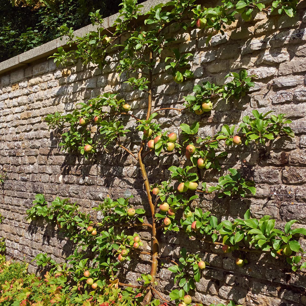 La palmette, tout comprendre sur cette forme de fruitiers