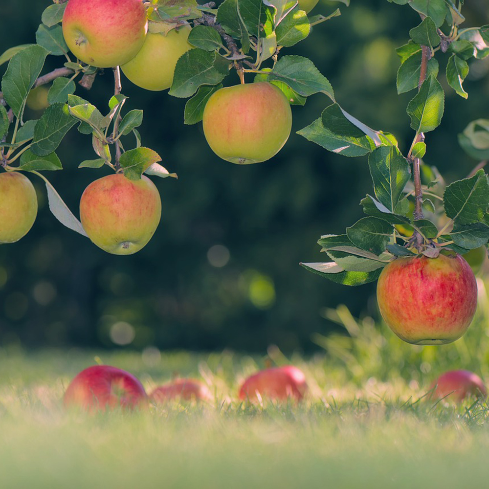 Arbres fruitiers : quelle forme choisir ?