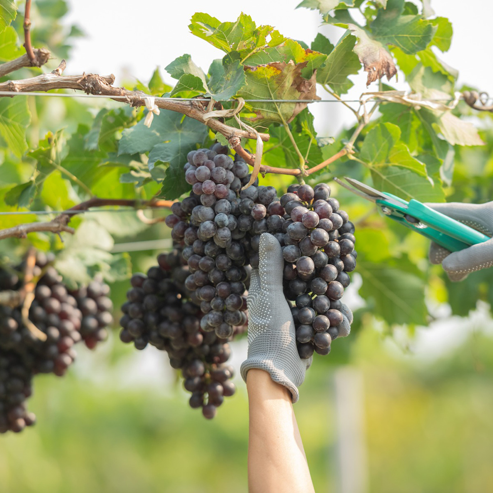 Vigne de table