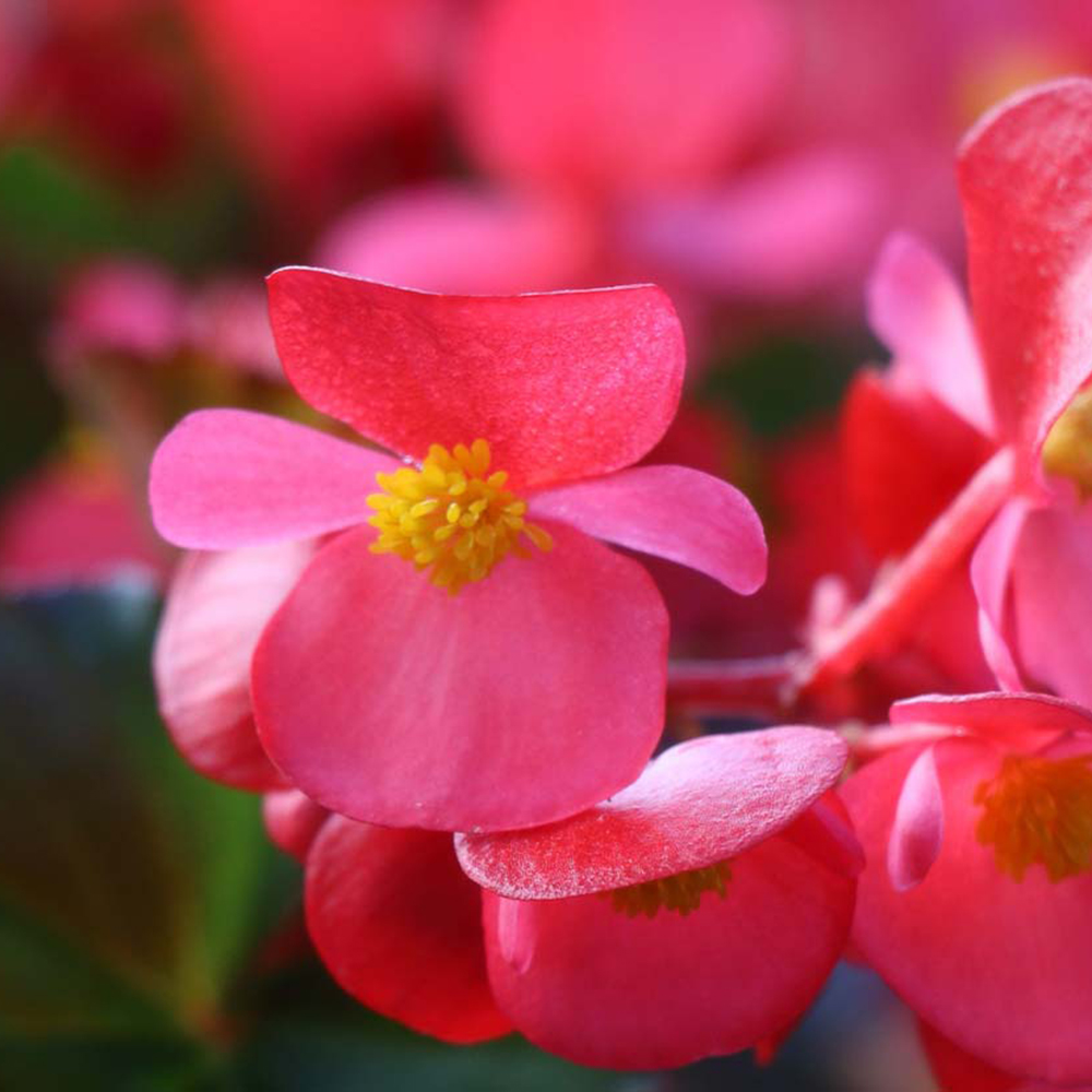 Nos conseils Fleurs annuelles