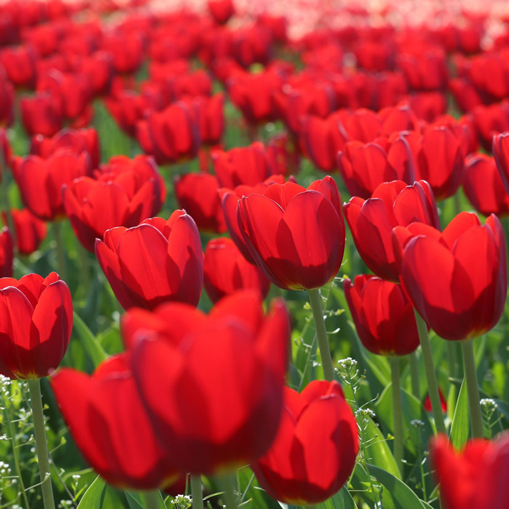 Nos conseils Fleurs à bulbes