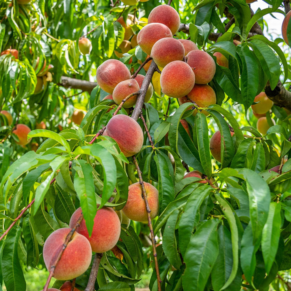 Nos conseils Fruitiers