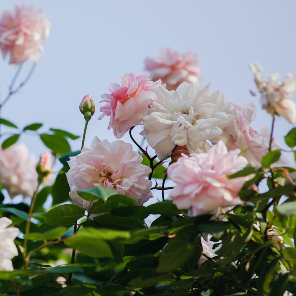 Rosiers, comment choisir sa variété ? 