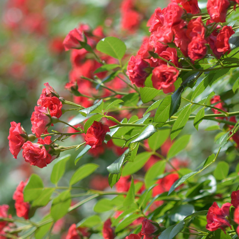 Rosiers, comment réussir leur plantation ?