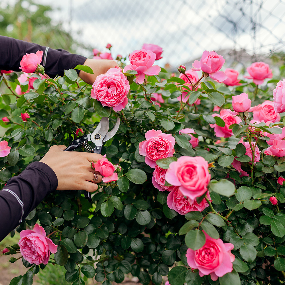 Les gestes simples pour vos rosiers