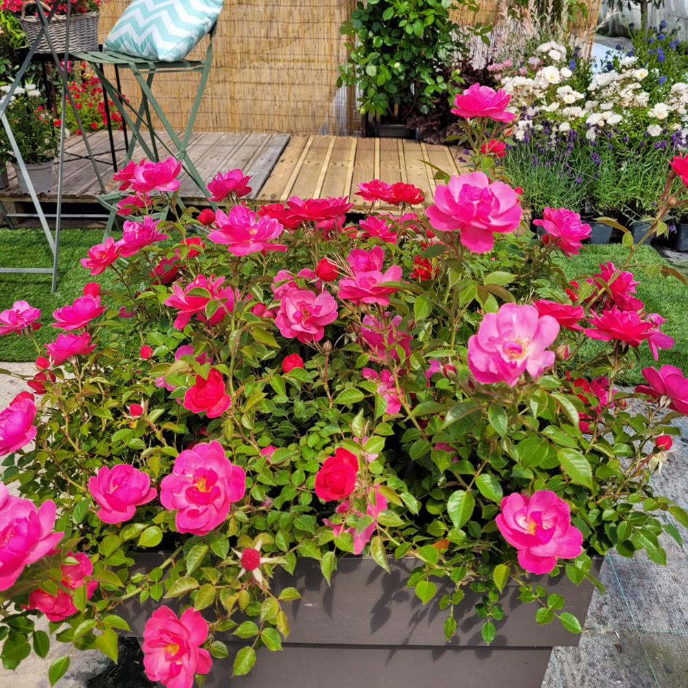 Rosiers, comment réussir une plantation en pot pour balcon ou terrasse ?