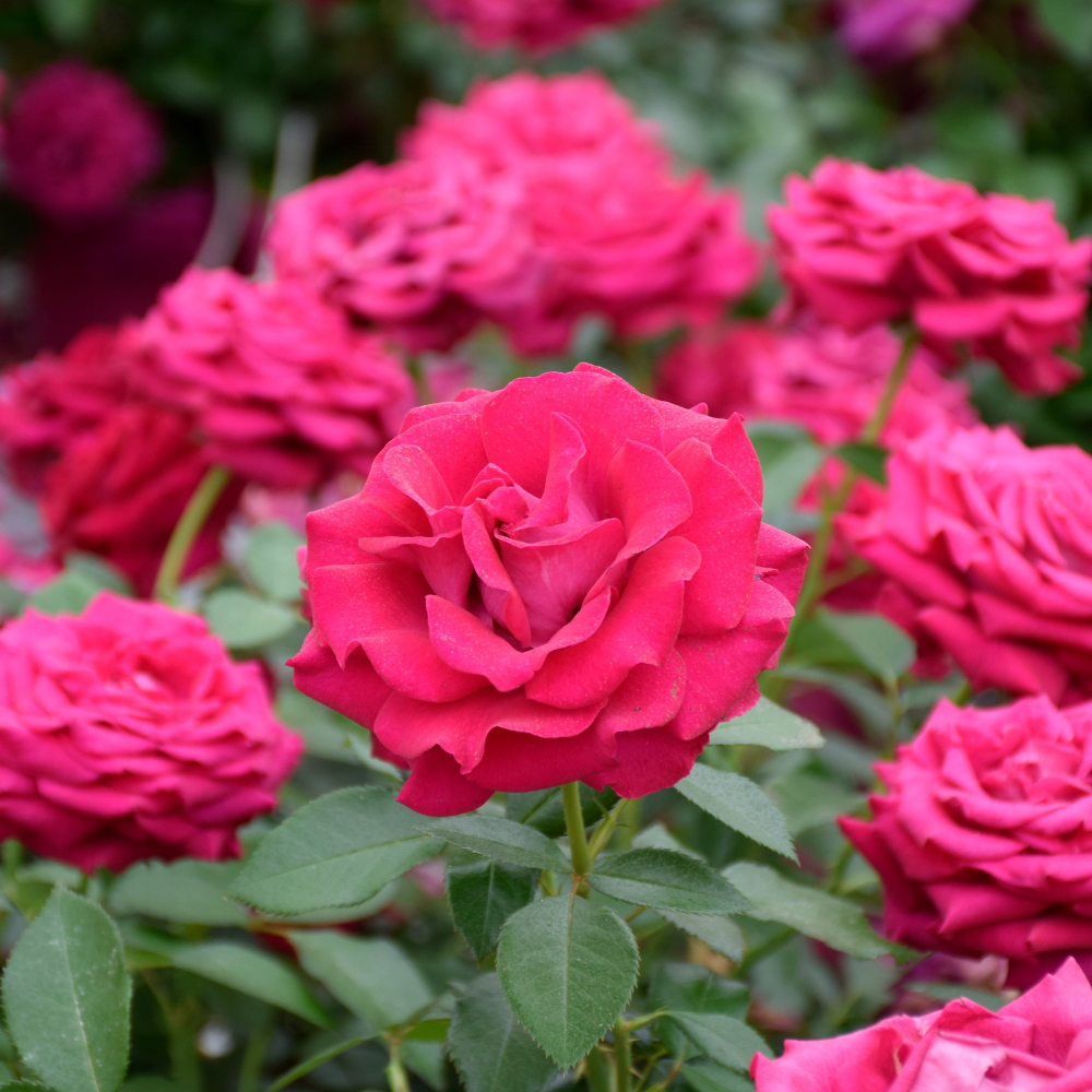 Rosiers buissons : conseils de plantation, taille et entretien