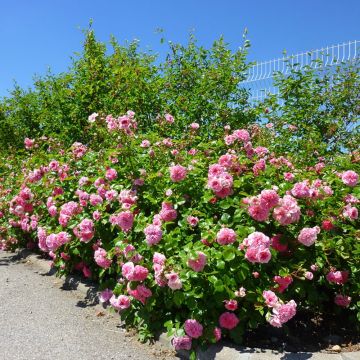 Rosiers paysagers : conseils de plantation, taille et entretien