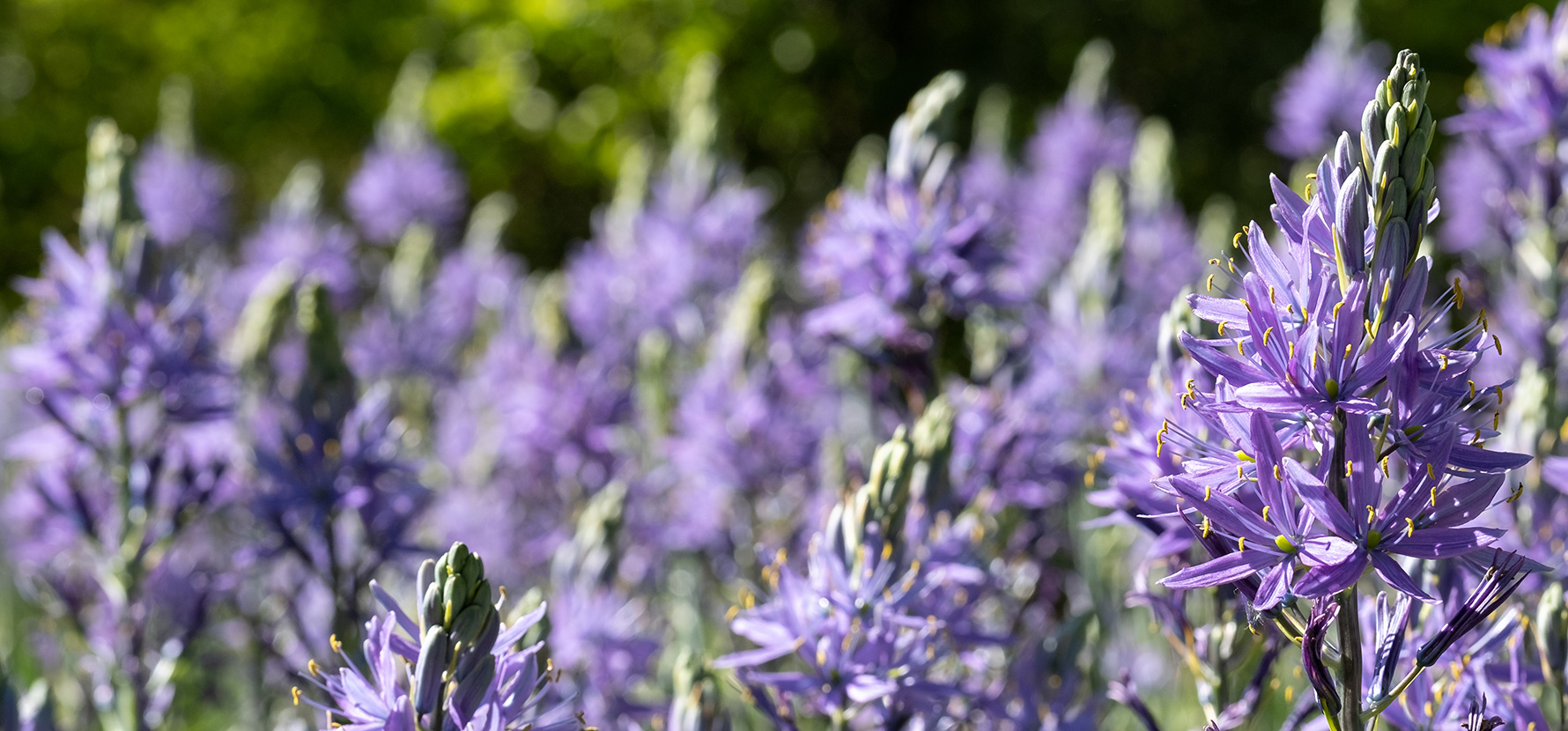 Nos conseils de jardinage au fil des saisons