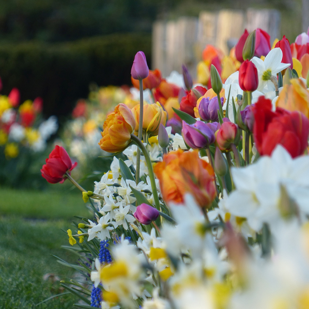 Printemps : tous nos conseils