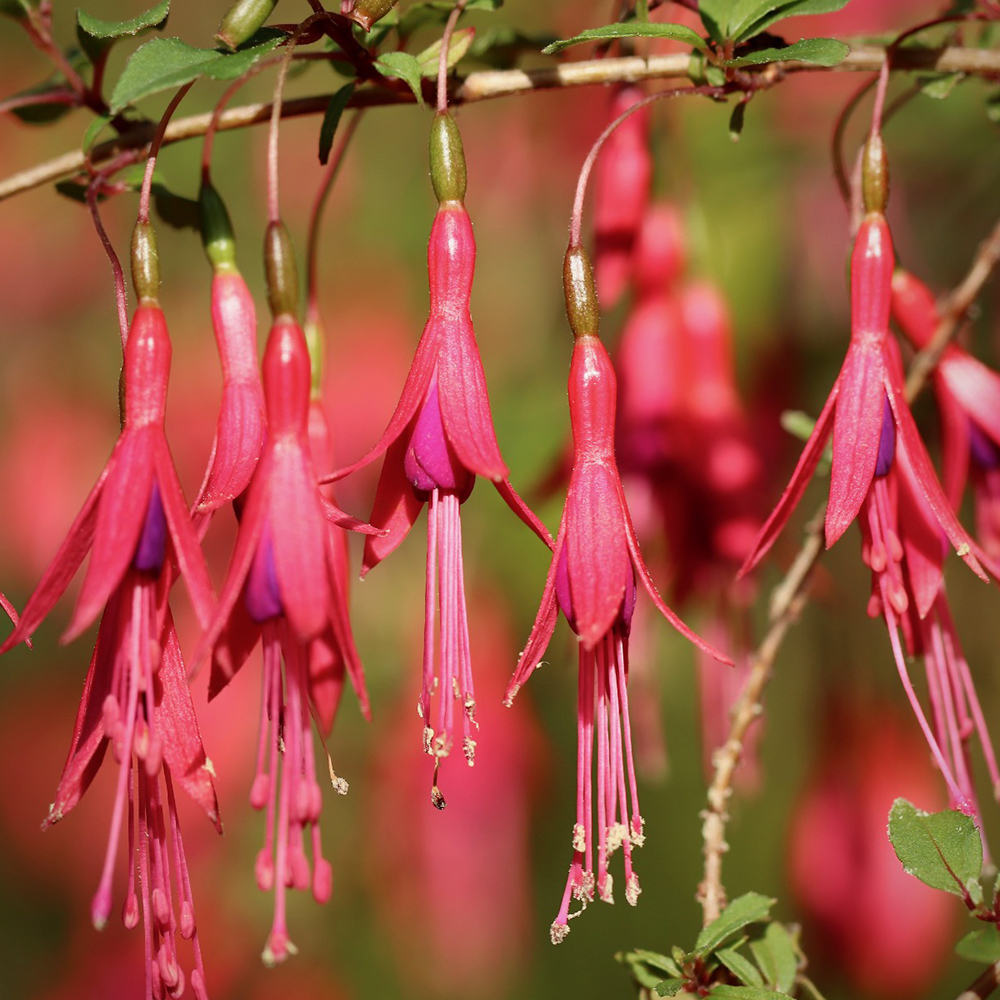 Fuchsia vivace