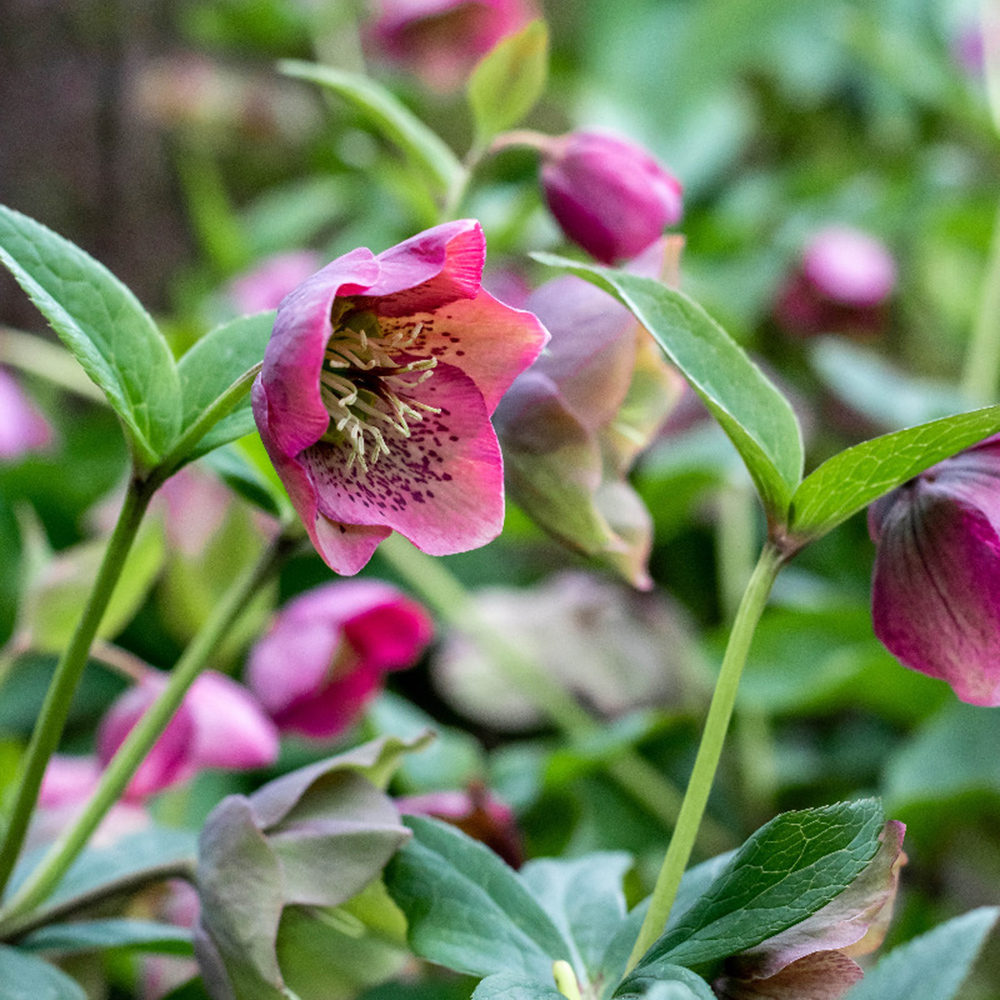 Rose de Noël (Hellebore)