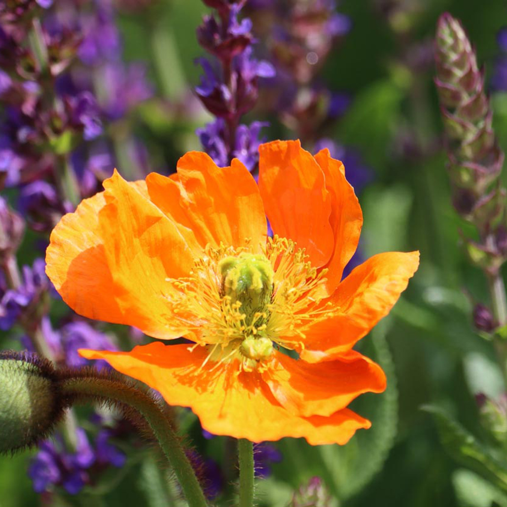 Fleurs vivaces : conseils de plantation