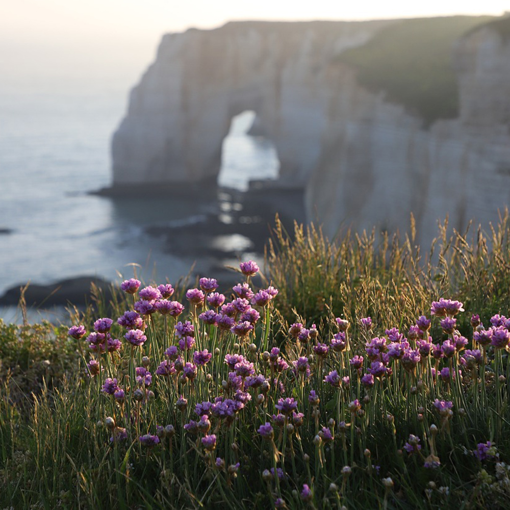 Un jardin de bord de mer 