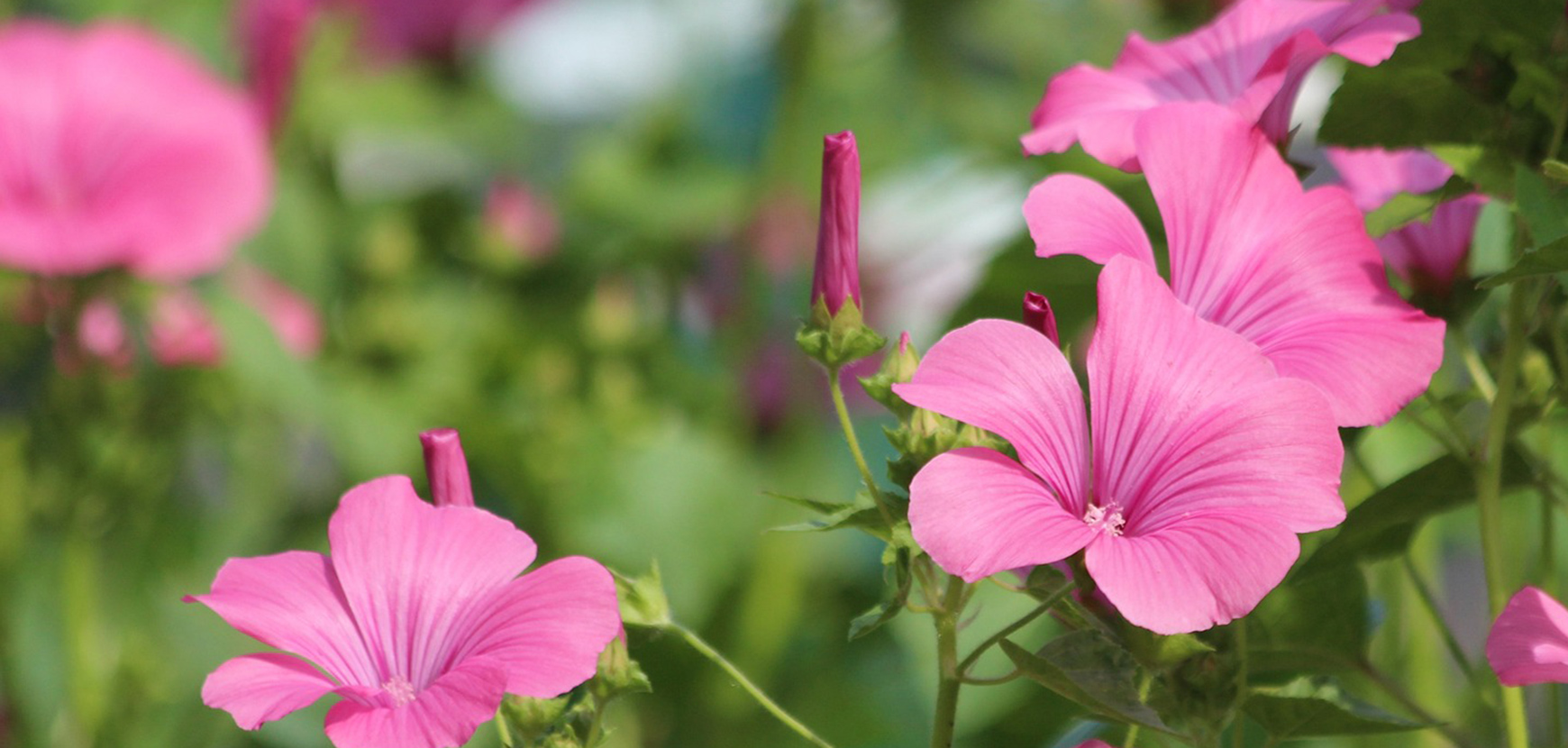 Nos inspirations fleurs annuelles