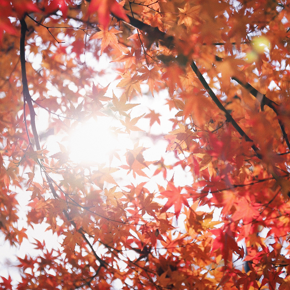 Un jardin aux couleurs d'automne