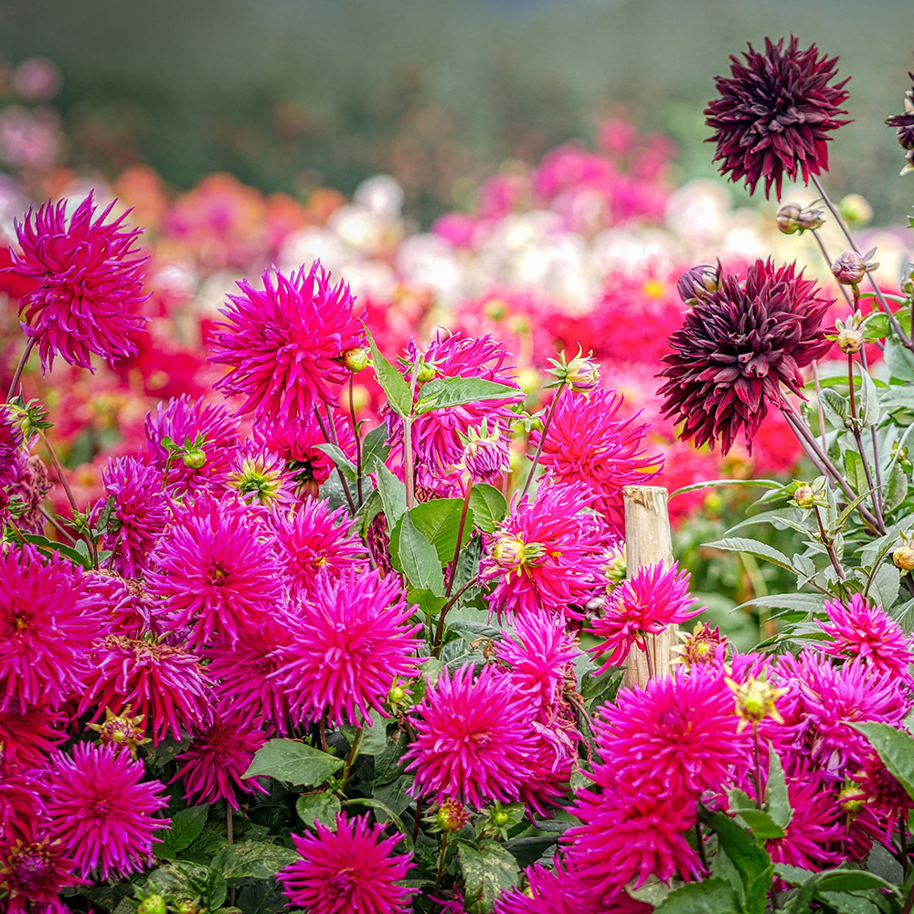 Nos inspirations Fleurs à bulbes