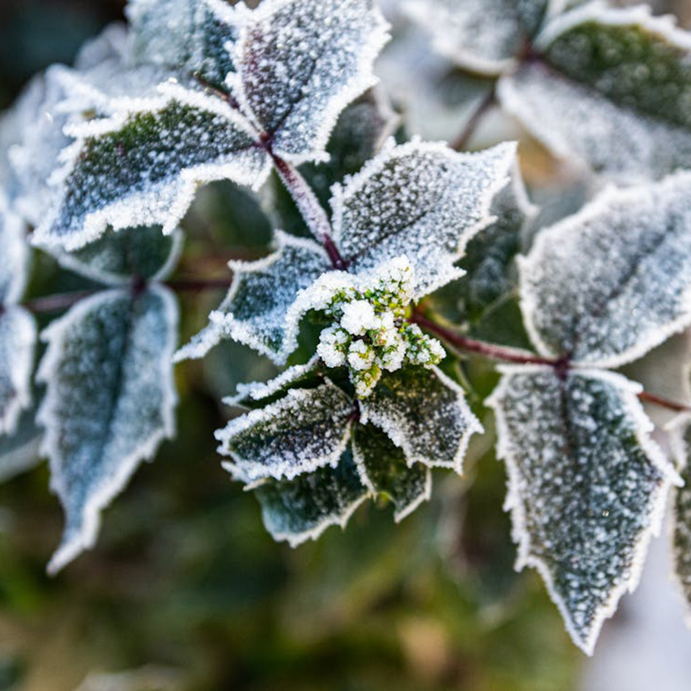 Arbustes résistants au froid : les meilleures variétés pour un jardin vivace en hiver 