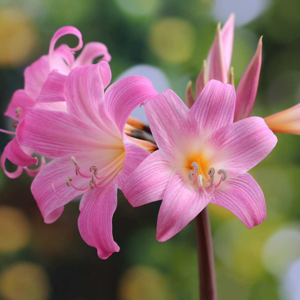 Les amaryllis pour fleurir l'hiver 