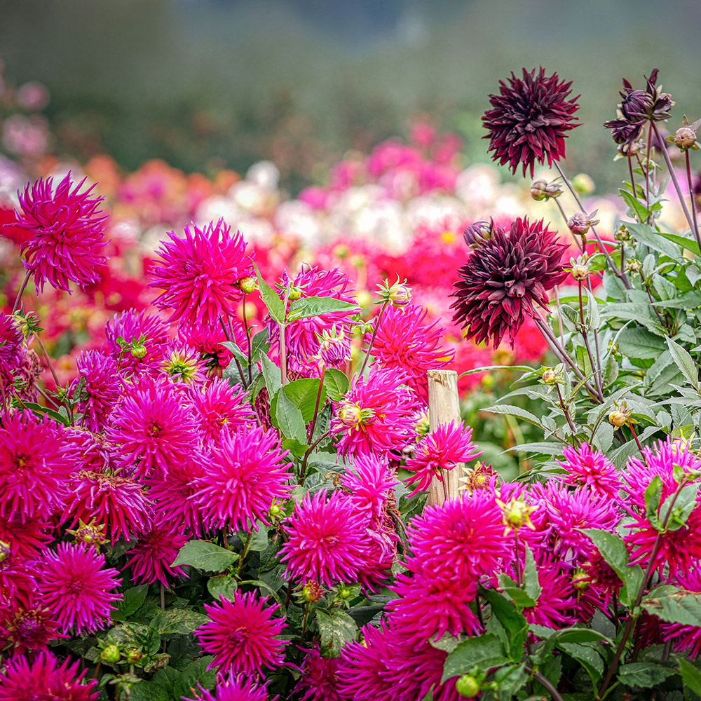 Les dahlias : du relief dans vos massifs 