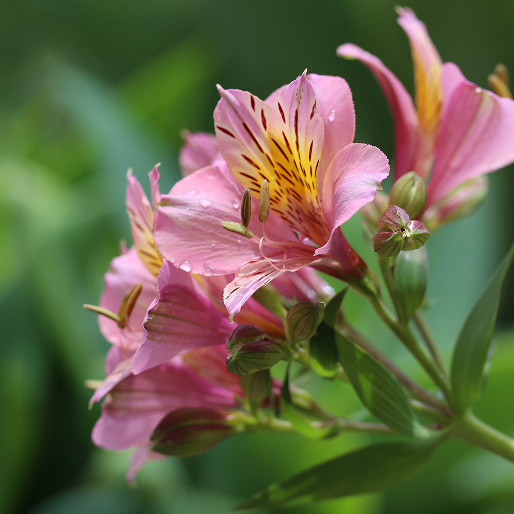 Nos nouveautés de bulbes à floraison estivale 