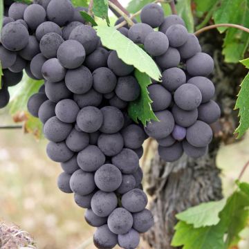 Les vignes Fragola : des grappes parfumées et sucrées