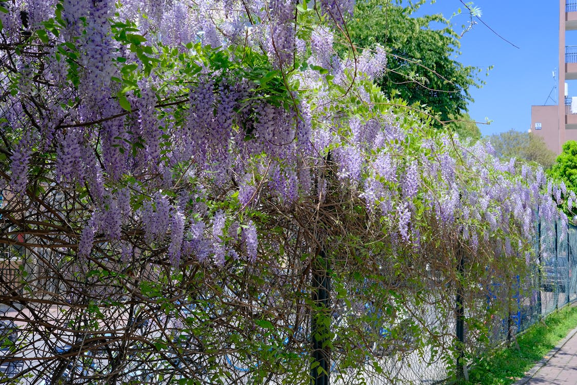 https://www.meillandrichardier.com/media/wysiwyg/conseils-inspi/pagechapeauinspigrimpantes/free-photo-of-nature-violet-printemps-arbre.jpeg