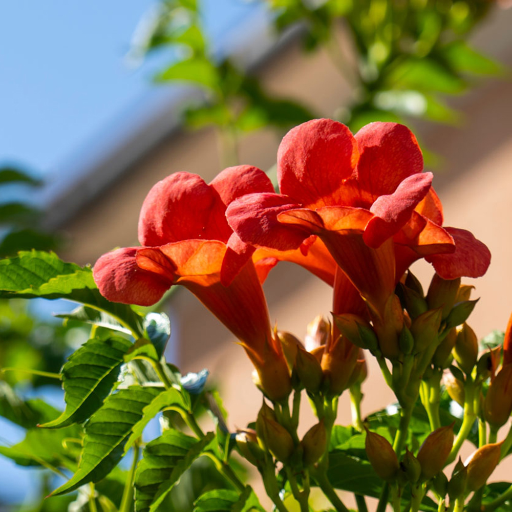 Nos nouveautés de plantes grimpantes 