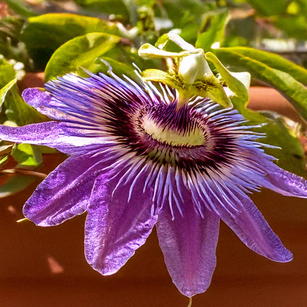 Le top 10 des meilleures plantes grimpantes pour balcon ou terrasse 