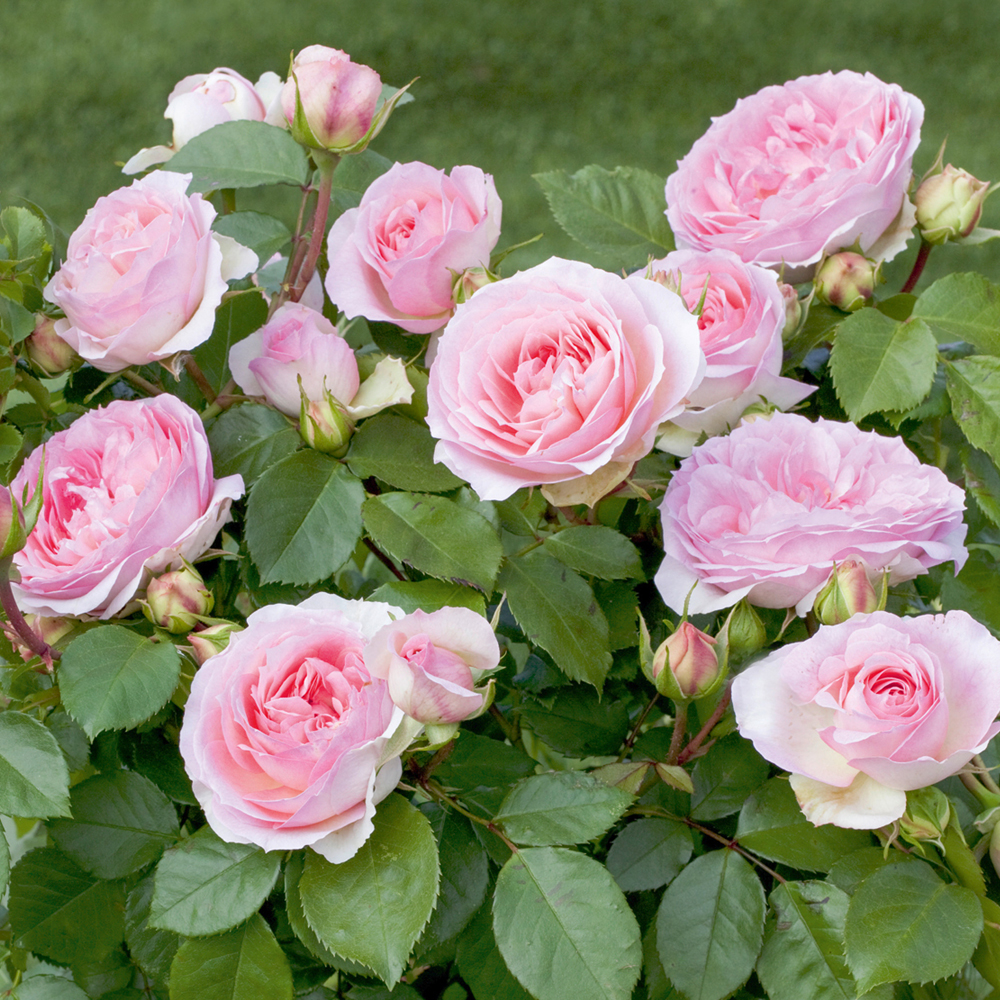 Les rosiers préférés de l'équipe 