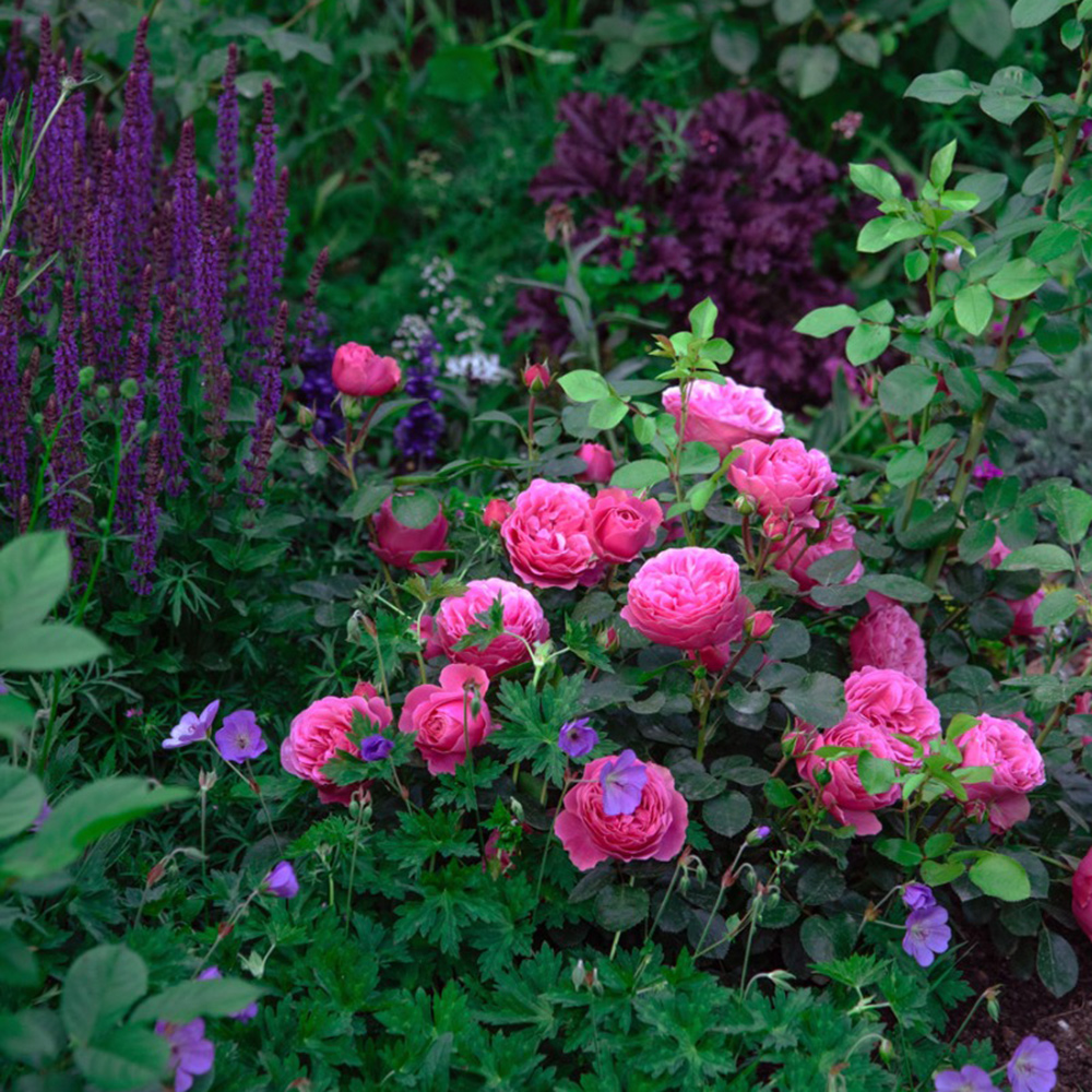 Des rosiers bien entourés 