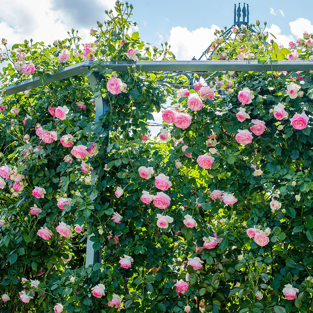 Sublimer votre jardin avec des rosiers grimpants, arches et pergolas