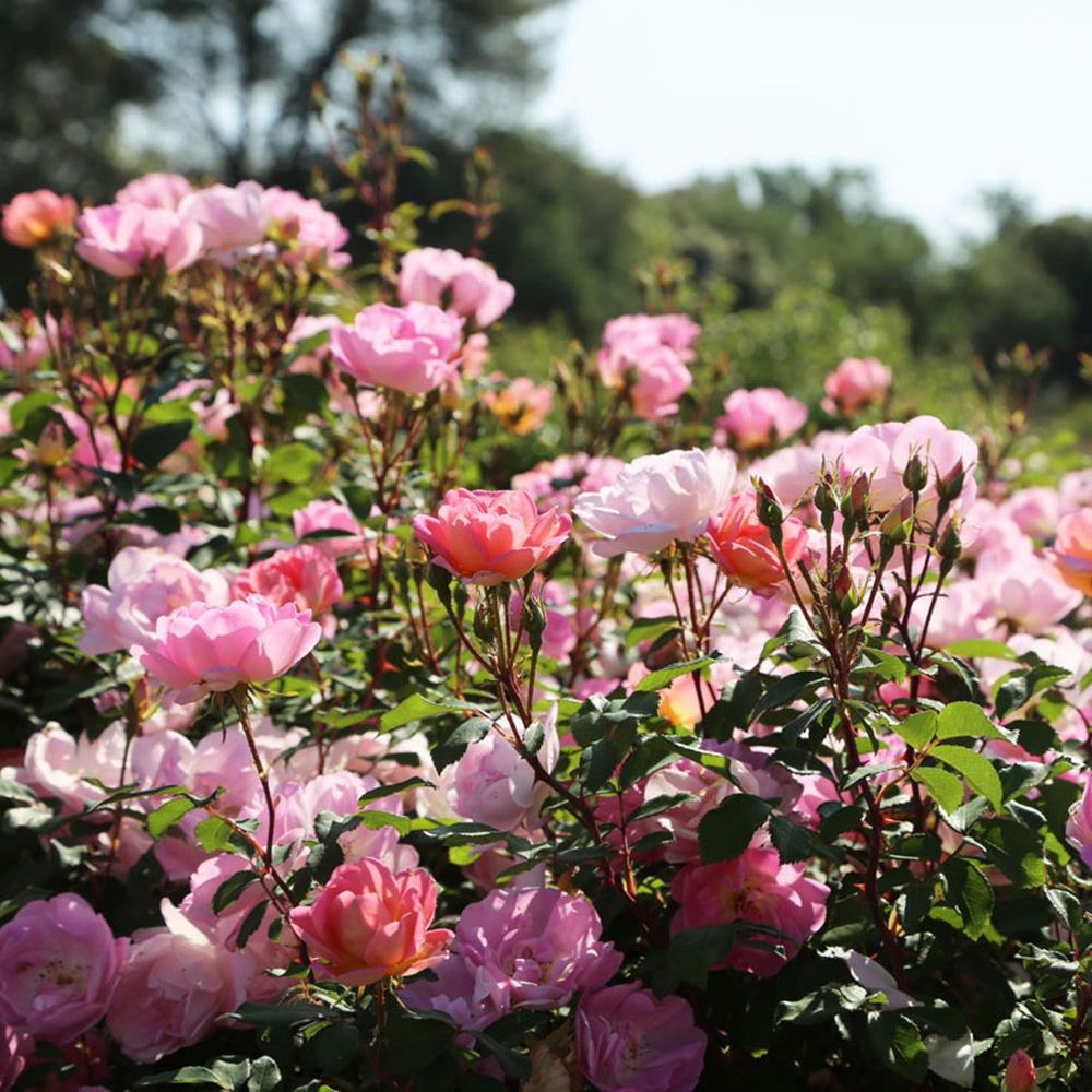 Nos rosiers paysagers pour une abondance de fleurs 