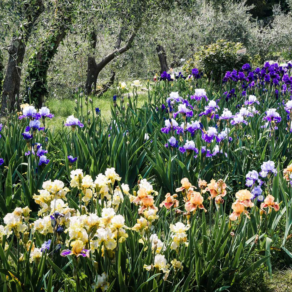 Les Iris Germanica pour fleurir votre jardin sans effort 