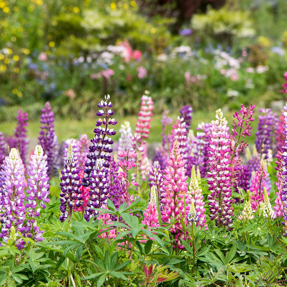 Les lupins de Russels 